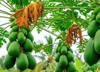 क्या घर के सामने पपीते का पेड़ लगाना शुभ है या अशुभ? जानिए मुख्य द्वार और सही दिशा से जुड़े जरूरी नियम