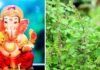 इसलिए भगवान गणेश को नहीं चढ़ती तुलसी