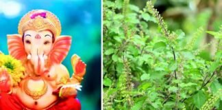 इसलिए भगवान गणेश को नहीं चढ़ती तुलसी