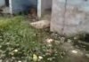 UP: काशीराम कॉलोनी की बदहाल सफाई व्यवस्था, 35-40 लोग बुखार की चपेट में…