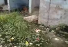 UP: काशीराम कॉलोनी की बदहाल सफाई व्यवस्था, 35-40 लोग बुखार की चपेट में…