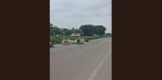 UP: हाईवे पर बेसहारा पशुओं का जमावड़ा, हादसों का बढ़ा खतरा