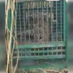 बिजनौर में आतंक मचाने वाला गुलदार पिंजरे में कैद, ग्रामीणों ने ली राहत