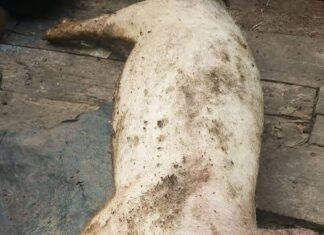सूअरों की मौत ने बढ़ाई चिंता, जांच में सामने आया अफ्रीकन स्वाइन फीवर