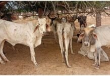 ग्वालियर में लंपी का खौफ, 16 गायों की मौत के बाद प्रशासन की तैयारियों पर सवाल